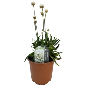 Biała zawciąg Ballerina White (Armeria maritima)