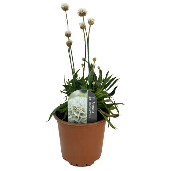 Biała zawciąg Ballerina White (Armeria maritima)