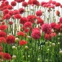 Czerwony zawciąg Ballerina Red (Armeria maritima)