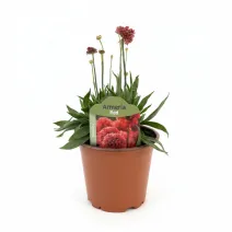 Czerwony zawciąg Ballerina Red (Armeria maritima)