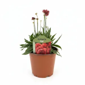 Czerwony zawciąg Ballerina Red (Armeria maritima)