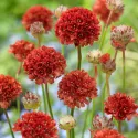 Czerwony zawciąg Ballerina Red (Armeria maritima)