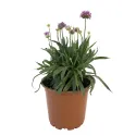 Fioletowo-różowy zawciąg Ballerina Purple Rose (Armeria maritima)