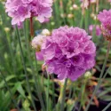 Fioletowo-różowy zawciąg Ballerina Purple Rose (Armeria maritima)