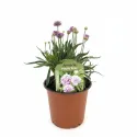 Fioletowo-różowy zawciąg Ballerina Purple Rose (Armeria maritima)