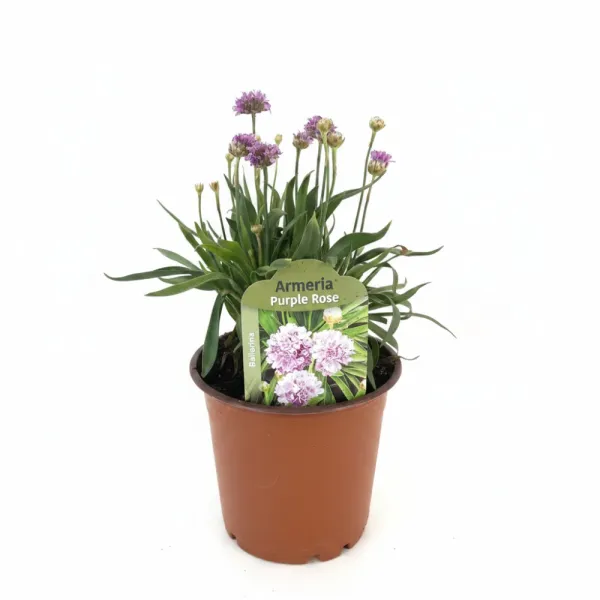 Fioletowo-różowy zawciąg Ballerina Purple Rose (Armeria maritima)