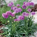 Fioletowo-różowy zawciąg Ballerina Purple Rose (Armeria maritima)