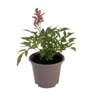 Czerwono-biała tawułka Astary Red/White (Astilbe)