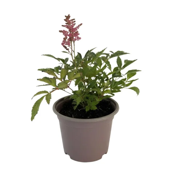 Czerwono-biała tawułka Astary Red/White (Astilbe)