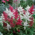 Czerwono-biała tawułka Astary Red/White (Astilbe)