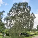 Brzoza brodawkowata (Betula pendula var. verrucosa) w doniczce 2 L