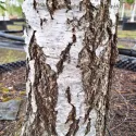 Brzoza brodawkowata (Betula pendula var. verrucosa) w doniczce 2 L
