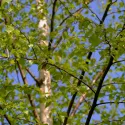 Brzoza brodawkowata (Betula pendula var. verrucosa) w doniczce 2 L