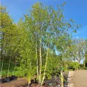 Brzoza brodawkowata (Betula pendula var. verrucosa) w doniczce 2 L