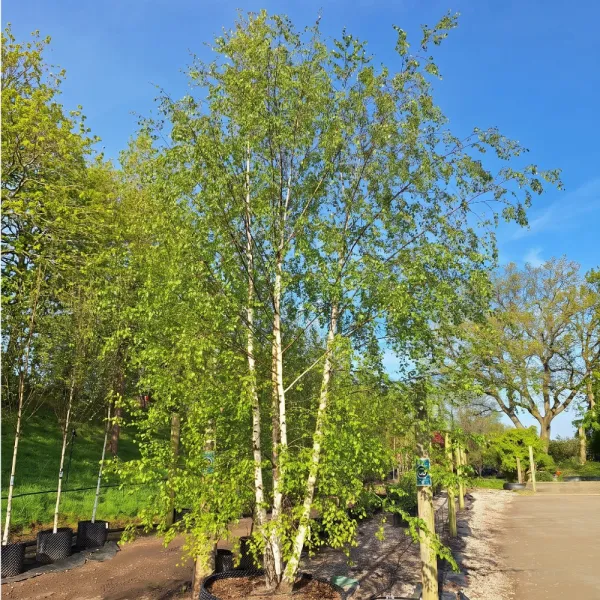 Brzoza brodawkowata (Betula pendula var. verrucosa) w doniczce 2 L