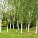 Brzoza brodawkowata (Betula pendula) w doniczce 2L