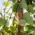 Brzoza brodawkowata (Betula pendula) w doniczce 2L