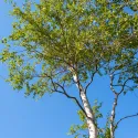 Brzoza brodawkowata (Betula pendula) w doniczce 2L
