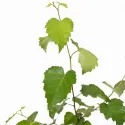 Brzoza brodawkowata (Betula pendula) w doniczce 2L