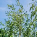 Brzoza brodawkowata (Betula pendula) w doniczce 2L