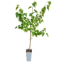 Brzoza brodawkowata (Betula pendula) w doniczce 2L