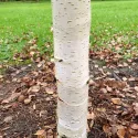 Brzoza brodawkowata Spider Alley (Betula pendula) w doniczce 2 L