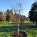 Brzoza brodawkowata Spider Alley (Betula pendula) w doniczce 2 L