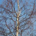 Brzoza brodawkowata Spider Alley (Betula pendula) w doniczce 2 L