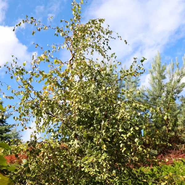Brzoza brodawkowata Spider Alley (Betula pendula) w doniczce 2 L