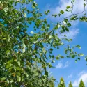Brzoza brodawkowata Spider Alley (Betula pendula) w doniczce 2 L