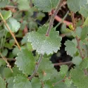 Brzoza karłowata (Betula nana) w doniczce 2 L