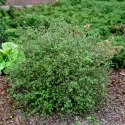 Brzoza karłowata (Betula nana) w doniczce 2 L