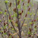 Brzoza karłowata (Betula nana) w doniczce 2 L