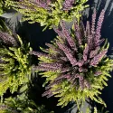 Wrzos pospolity Color Crown (Calluna vulgaris), doniczka P12