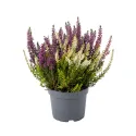 Wrzos pospolity Color Crown (Calluna vulgaris), doniczka P12