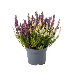 Wrzos pospolity Color Crown (Calluna vulgaris), doniczka P12