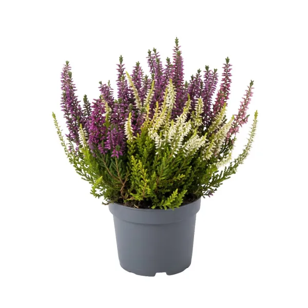 Wrzos pospolity Color Crown (Calluna vulgaris), doniczka P12