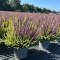 Wrzos pospolity Color Crown (Calluna vulgaris), doniczka P12