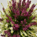 Wrzos pospolity Color Crown (Calluna vulgaris), doniczka P12