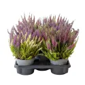Wrzos pospolity Color Crown (Calluna vulgaris), doniczka P12