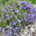 Dzwonek gargański (Campanula garganica)
