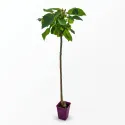 Katalpa (Catalpa bignonioides) 150 cm doniczka 6L