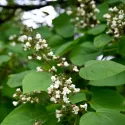 Katalpa (Catalpa bignonioides) 150 cm doniczka 6L