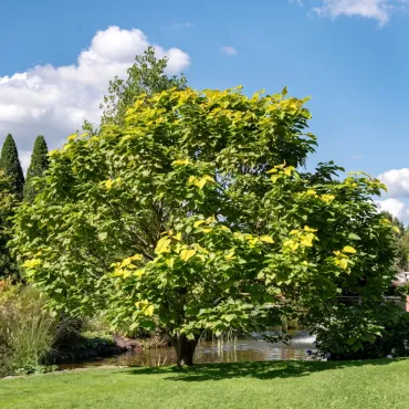 Katalpa (Catalpa bignonioides) 150 cm doniczka 6L