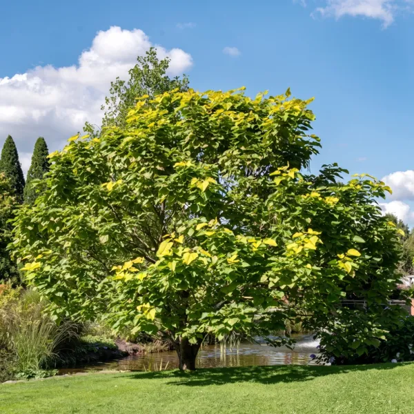 Katalpa (Catalpa bignonioides) 150 cm doniczka 6L
