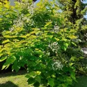 Katalpa (Catalpa bignonioides) 150 cm doniczka 6L