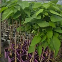 Katalpa (Catalpa bignonioides) 150 cm doniczka 6L
