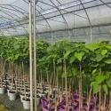 Katalpa (Catalpa bignonioides) 150 cm doniczka 6L