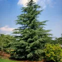 Cedr himalajski (Cedrus deodara) w doniczce C1