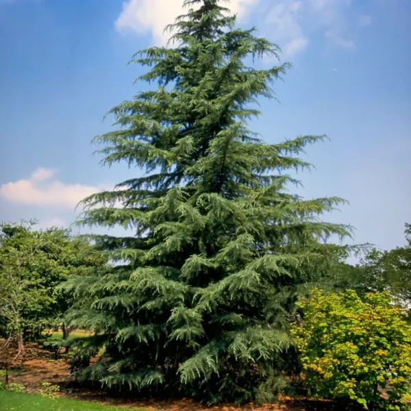 Cedr himalajski (Cedrus deodara) w doniczce C1